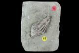 Bargain Macrocrinus Crinoid Fossil - Crawfordsville, Indiana #94780-2